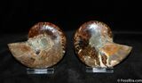 Split and Polished Ammonite - Inches Wide #373-2